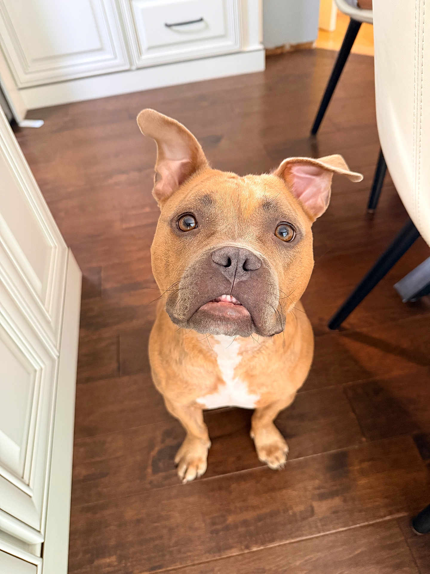 Charlie joined the competition — help win amazing prizes! dog, pet, brown_dog, canine, indoor, floor, wooden_floor, kitchen, curious, ears, closeup, puppy, animal, looking_up, domestic, mammal, sitting, cute, face, expression