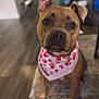 animal, bandana, brown_dog, canine, carpet, close_up, dog, domestic_animal, ears, eyes, face, floor, fur, indoor, mouth, nose, paw_prints, pet, pink_bandana, sitting