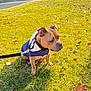 dog, leash, grass, jacket, outdoor, pet, autumn, leaves, sunlight, side_view, canine, nature, animal, walking, park, fall, brown_dog, daytime, fence, residential_area
