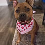 Charlie joined the competition — help win amazing prizes! animal, bandana, brown_dog, canine, carpet, cute, dog, domestic_animal, ears, floor, friendly, fur, happy, indoor, looking_at_camera, paw_prints, pet, pink_bandana, sitting, smiling