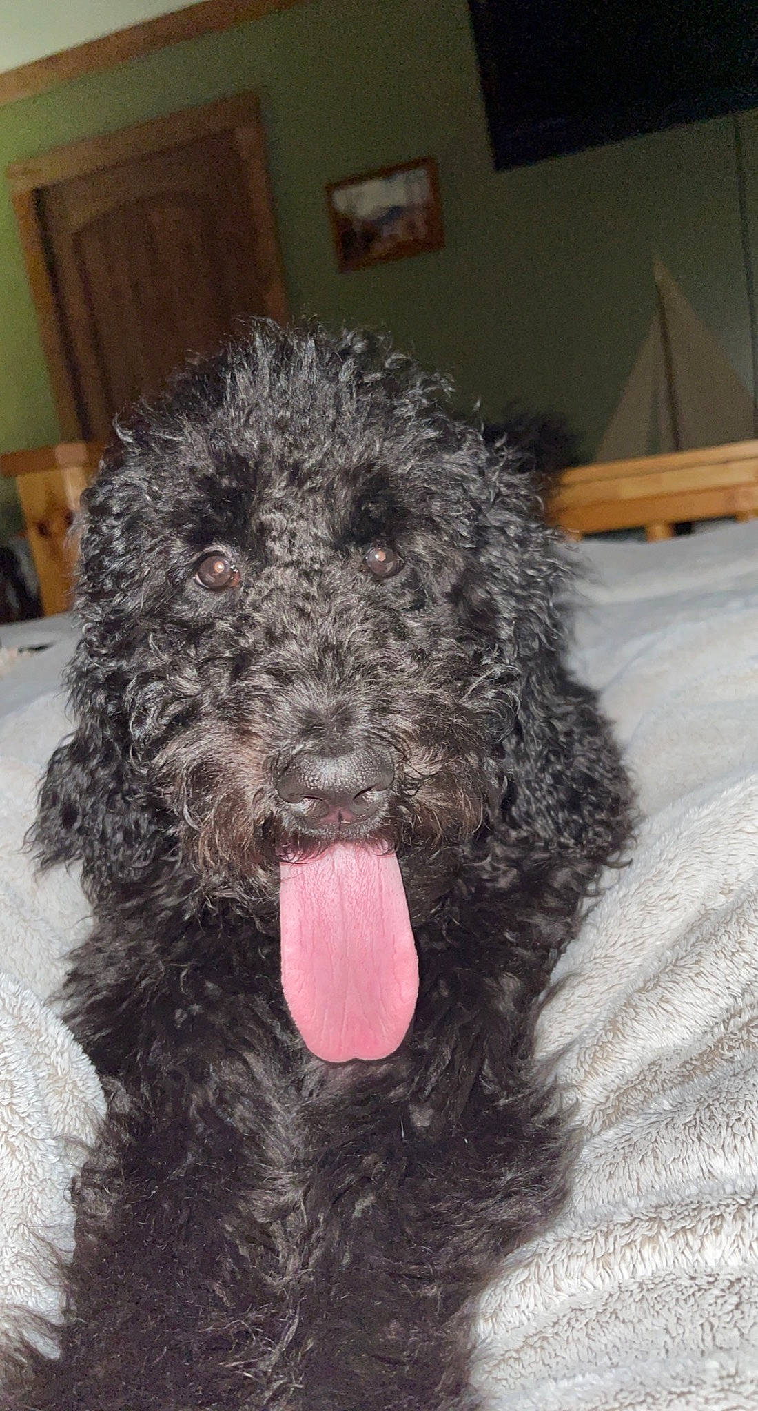 Nova is registered to the contest to win money with this photo: canidae, carnivore, companion_dog, dog, dog_breed, fiber, fur, liver, non_sporting_group, poodle, snout, sporting_group, terrestrial_animal, terrier, water_dog, working_animal