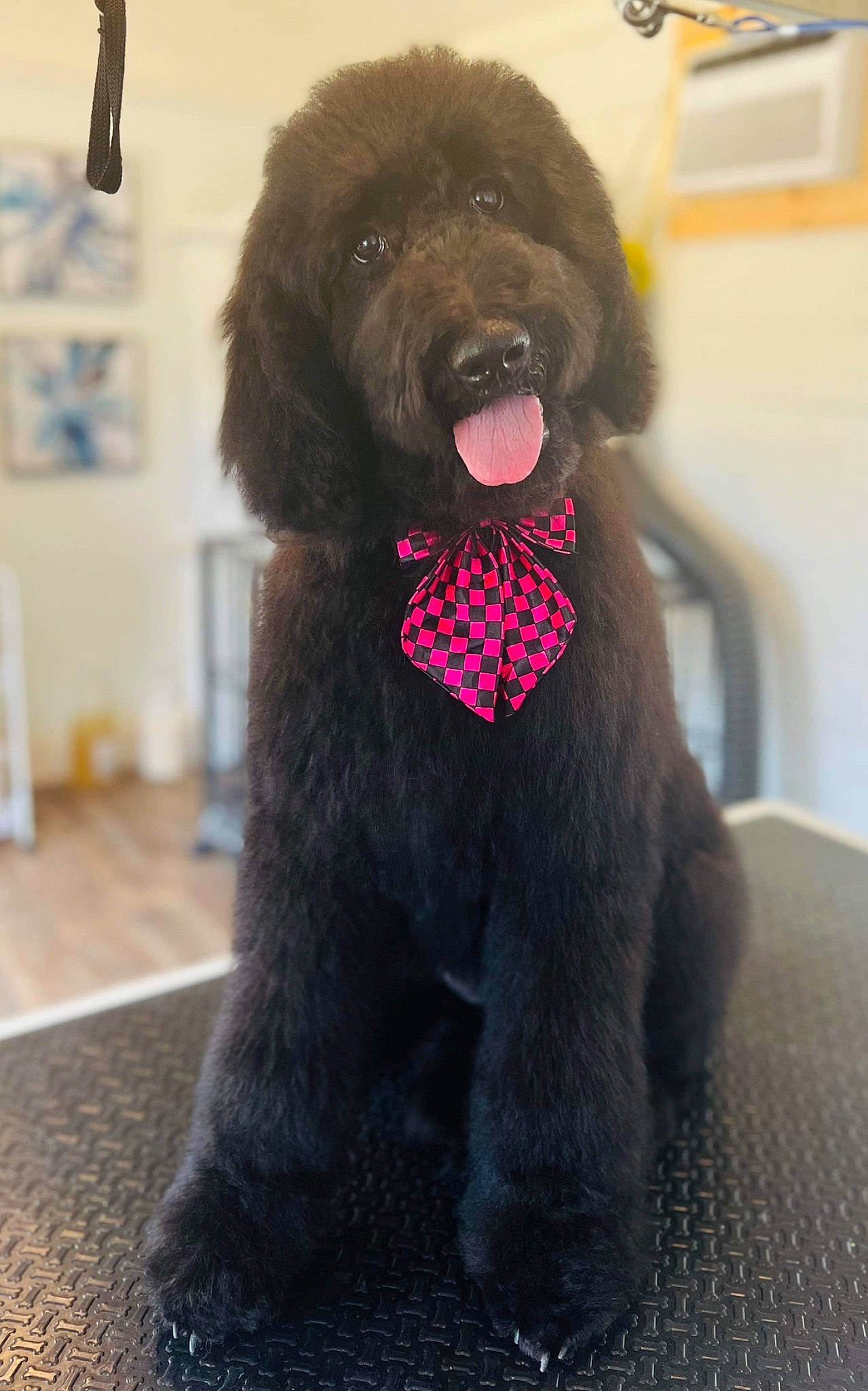 Nova joined the competition — help win amazing prizes! canidae, carnivore, collar, companion_dog, dog, dog_breed, dog_collar, dog_supply, fashion_accessory, fur, liver, magenta, pet_supply, snout, sporting_group, tail, terrestrial_animal, toy_dog, water_dog, working_animal