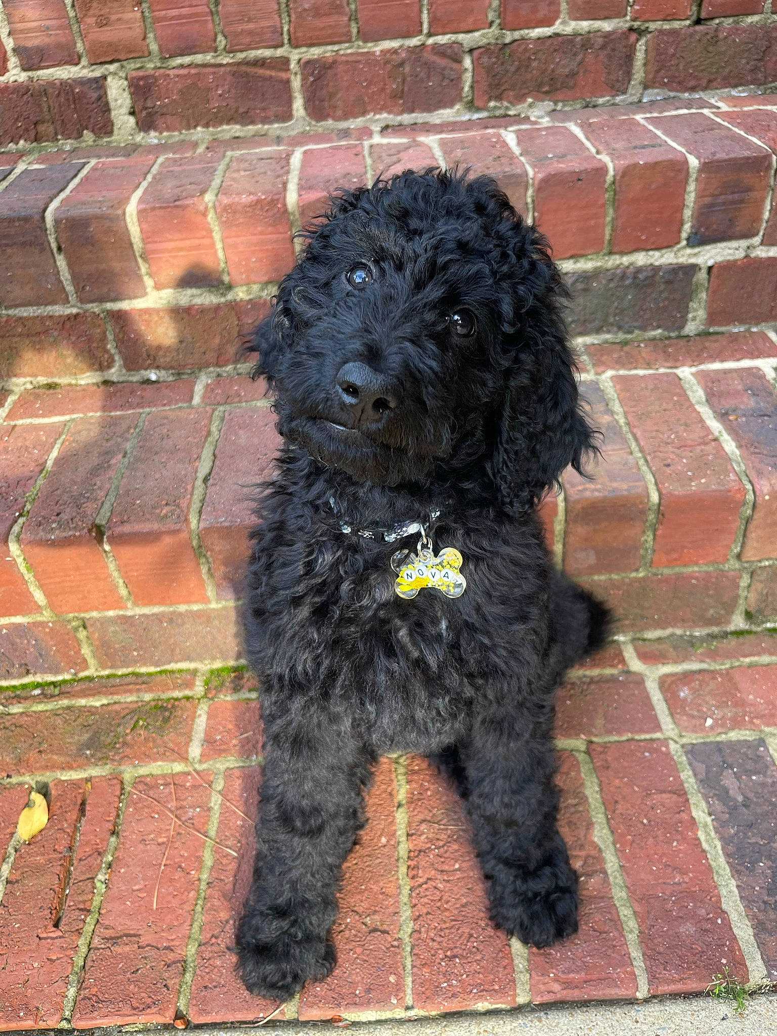 Nova is registered to the contest to win money with this photo: brick, brickwork, building_material, canidae, carnivore, companion_dog, dog, dog_breed, door, flooring, fur, mortar, poodle_crossbreed, road_surface, snout, sporting_group, terrier, toy_dog, water_dog, working_animal