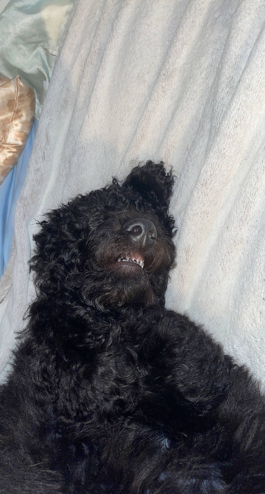 Nova is registered to the contest to win money with this photo: canidae, carnivore, companion_dog, dog, dog_breed, fur, grey, mammal, non_sporting_group, plastic_bag, snout, sporting_group, terrestrial_animal, terrier, toy_dog, water_dog, working_animal