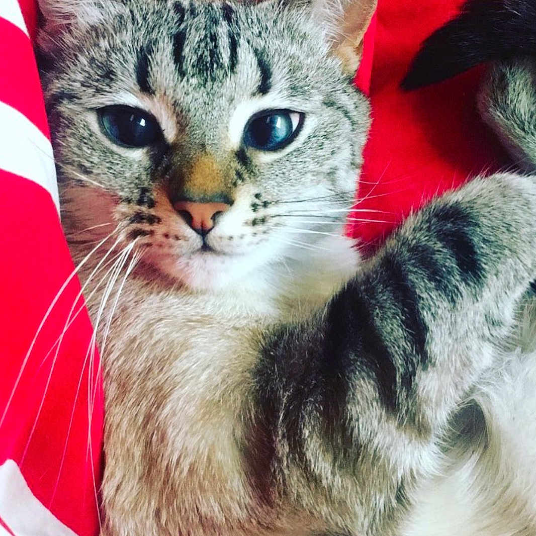 Ivory a rejoint le concours — aidez-le/la à gagner de superbes lots ! aegean_cat, american_shorthair, american_wirehair, asian, cat, cat_like_mammal, domestic_short_haired_cat, dragon_li, european_shorthair, eye, fur, kitten, organ, small_to_medium_sized_cats, snout, tabby_cat, whiskers