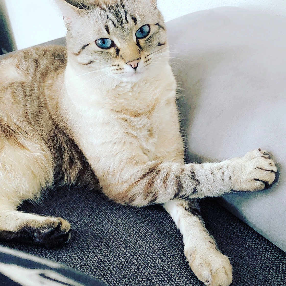Ivy