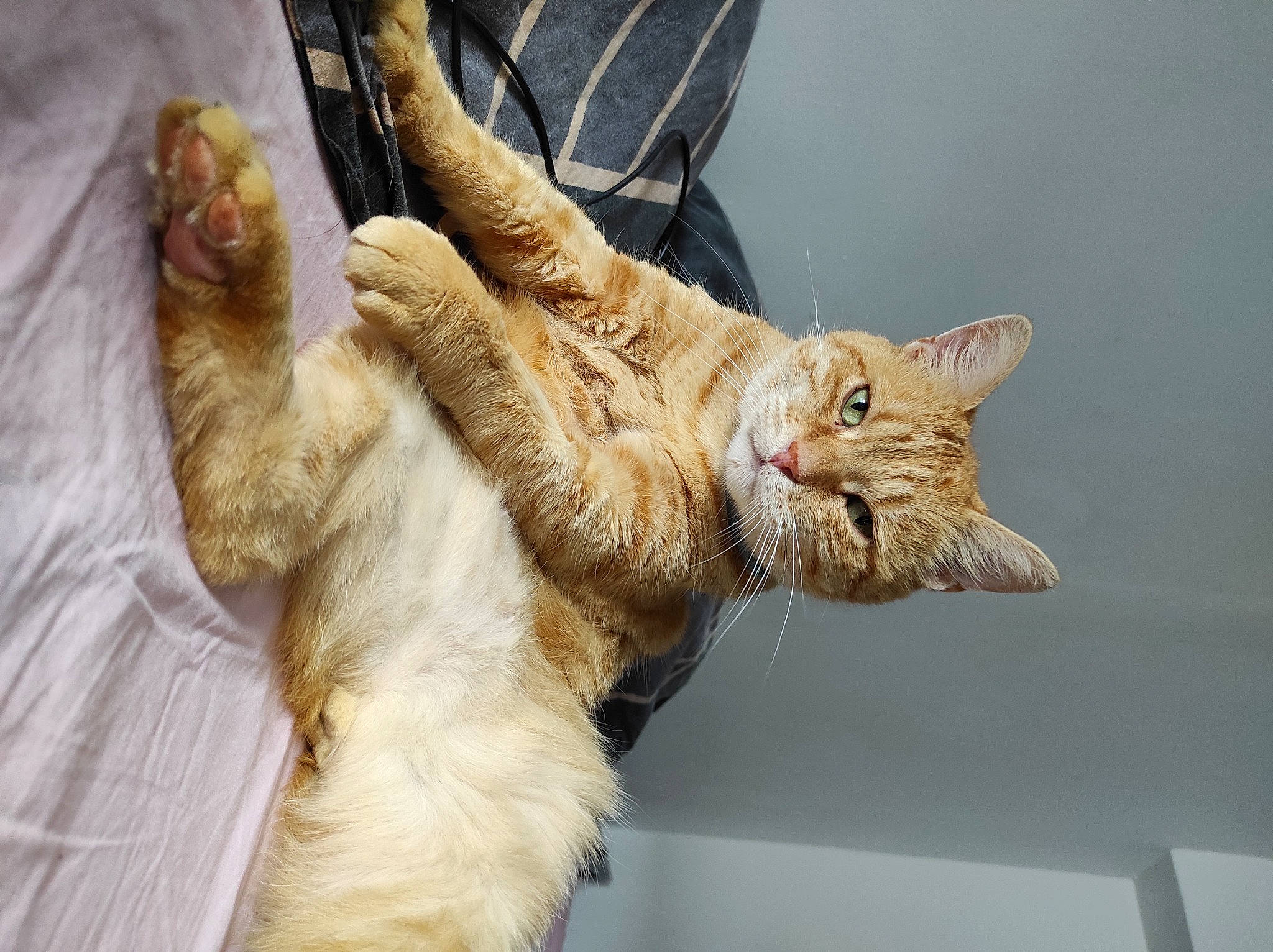 Garou participe au concours pour gagner de l'argent avec cette photo : carnivore, cat, claw, domestic_short_haired_cat, ear, fawn, felidae, foot, fur, gesture, paw, small_to_medium_sized_cats, snout, tail, whiskers, window