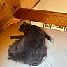 Cowboybabygreenbeans is registered to the contest to win money with this photo: cat, grey_cat, fluffy, sleeping, mattress, wooden_wall, attic, paw, relaxed, pet, indoor, cozy, furniture, resting, fur, animal, home, quiet, calm, comfort