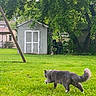 Cowboybabygreenbeans joined the competition — help win amazing prizes! cat, gray_cat, grass, backyard, shed, tree, greenery, outdoor, pet, animal, feline, nature, house, lawn, quiet, daylight, walking, suburban, fur, tail