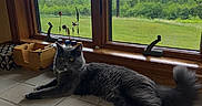 Cowboybabygreenbeans is registered to the contest to win money with this photo: cat, gray_cat, white_paws, windowsill, window, rain_drops, green_landscape, trees, cloudy_sky, indoor, tile_floor, wooden_frame, relaxed, pet, animal, feline, curious, daylight, nature_view, cozy