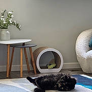 Clover is registered to the contest to win money with this photo: cat, black_cat, rug, floor, side_table, vase, flowers, window, blinds, cat_scratcher, toy, chair, cushion, wood_floor, living_room, indoor, relaxing, pet, cozy, modern