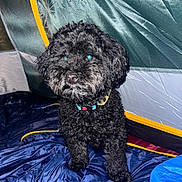 Bear is registered to the contest to win money with this photo: dog, black_dog, curly_fur, tent, sleeping_bag, indoor, pet, animal, collar, curious, fur, nose, eyes, blue, yellow, fabric, close_up, companion, cozy, camping