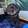 dog, black_dog, curly_fur, tent, sleeping_bag, indoor, pet, animal, collar, curious, fur, nose, eyes, blue, yellow, fabric, close_up, companion, cozy, camping
