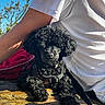 Bear is registered to the contest to win money with this photo: dog, puppy, black_poodle, pet, animal, outdoor, sunlight, rock, person, white_shirt, tree, blue_sky, fur, leash, harness, resting, nature, cute, companion, relaxing