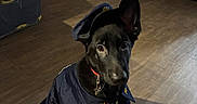 Bear is registered to the contest to win money with this photo: dog, black_dog, pet, animal, sitting, portrait, costume, outfit, uniform, stars, collar, necklace, pointy_ears, indoors, wooden_floor, bicycle, chairs, mop, home, funny