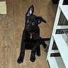 Bear is registered to the contest to win money with this photo: puppy, dog, black_dog, sitting, indoors, wooden_floor, white_shelving, pet, collar, cross_pendant, upright_ear, floppy_ear, looking_up, brown_eyes, front_paws, tail, home, furniture, portrait, cute