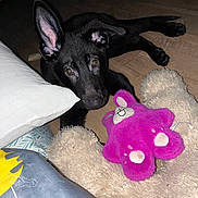 Bear is registered to the contest to win money with this photo: dog, puppy, black_dog, pet, animal, lying_down, wide_eyes, pointed_ears, indoor, wooden_floor, pillow, plush_toy, stuffed_animal, pink_toy, blanket, bedroom, flash_photography, close_up, relaxed, playful