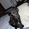 puppy, dog, black_dog, pet, animal, sitting, bed, bedroom, collar, cross_pendant, red_collar, black_fur, floppy_ears, wide_eyes, head_tilt, cute, portrait, indoor, bedding, flash_photography