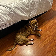 Ginger Spice is registered to the contest to win money with this photo: dog, brindle, floor, wooden_floor, bed, comforter, indoor, pet, animal, canine, relaxed, looking_up, home, furniture, brown, white_paws, ears, tail, resting, curious