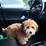 Chopper joined the competition — help win amazing prizes! animal, brown_fur, canine, car_interior, companion, cute, dashboard, dog, domestic_animal, eyes, fluffy, fur, indoors, looking, pet, puppy, seat, steering_wheel, vehicle, white_snout