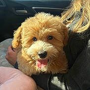 Chopper joined the competition — help win amazing prizes! blond_hair, car_interior, casual_clothing, closeup, cozy, cute, dog, fluffy, fur, hand, happy, lap, person, pet, pink_pillow, puppy, seat, sunlight, tongue_out, window