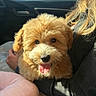 blond_hair, car_interior, casual_clothing, closeup, cozy, cute, dog, fluffy, fur, hand, happy, lap, person, pet, pink_pillow, puppy, seat, sunlight, tongue_out, window