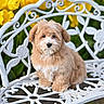 Chopper is registered to the contest to win money with this photo: adorable, animal, bench, cute, dog, flower, flower_garden, fur, garden, green_leaves, nature, outdoor, pet, portrait, puppy, sitting, small_dog, spring, white_bench, yellow_tulip