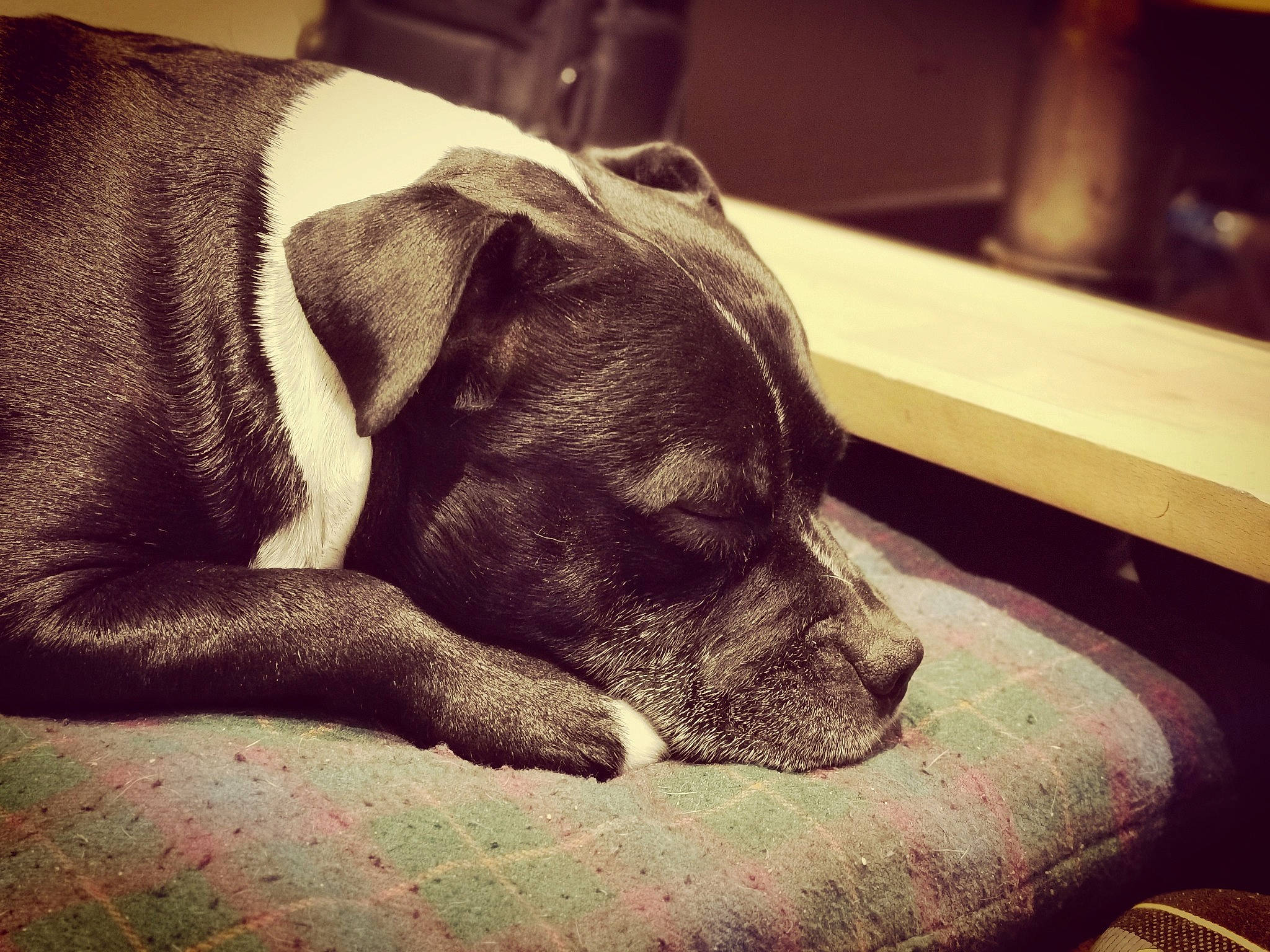 Hycos a rejoint le concours — aidez-le/la à gagner de superbes lots ! american_pit_bull_terrier, american_staffordshire_terrier, canidae, carnivore, cloud, dog, dog_breed, ear, eye, furniture, great_dane, nap, non_sporting_group, nose, puppy, sky, sleep, snout, sporting_group, whiskers