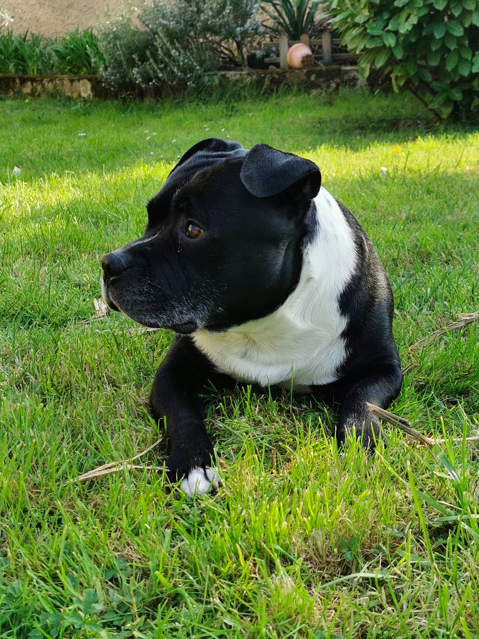 Hycos participe au concours pour gagner de l'argent avec cette photo : american_pit_bull_terrier, american_staffordshire_terrier, canidae, carnivore, companion_dog, dog, dog_breed, grass, lawn, mammal, non_sporting_group, plant, rare_breed_dog, snout, sporting_group, staffordshire_bull_terrier, terrier, vertebrate
