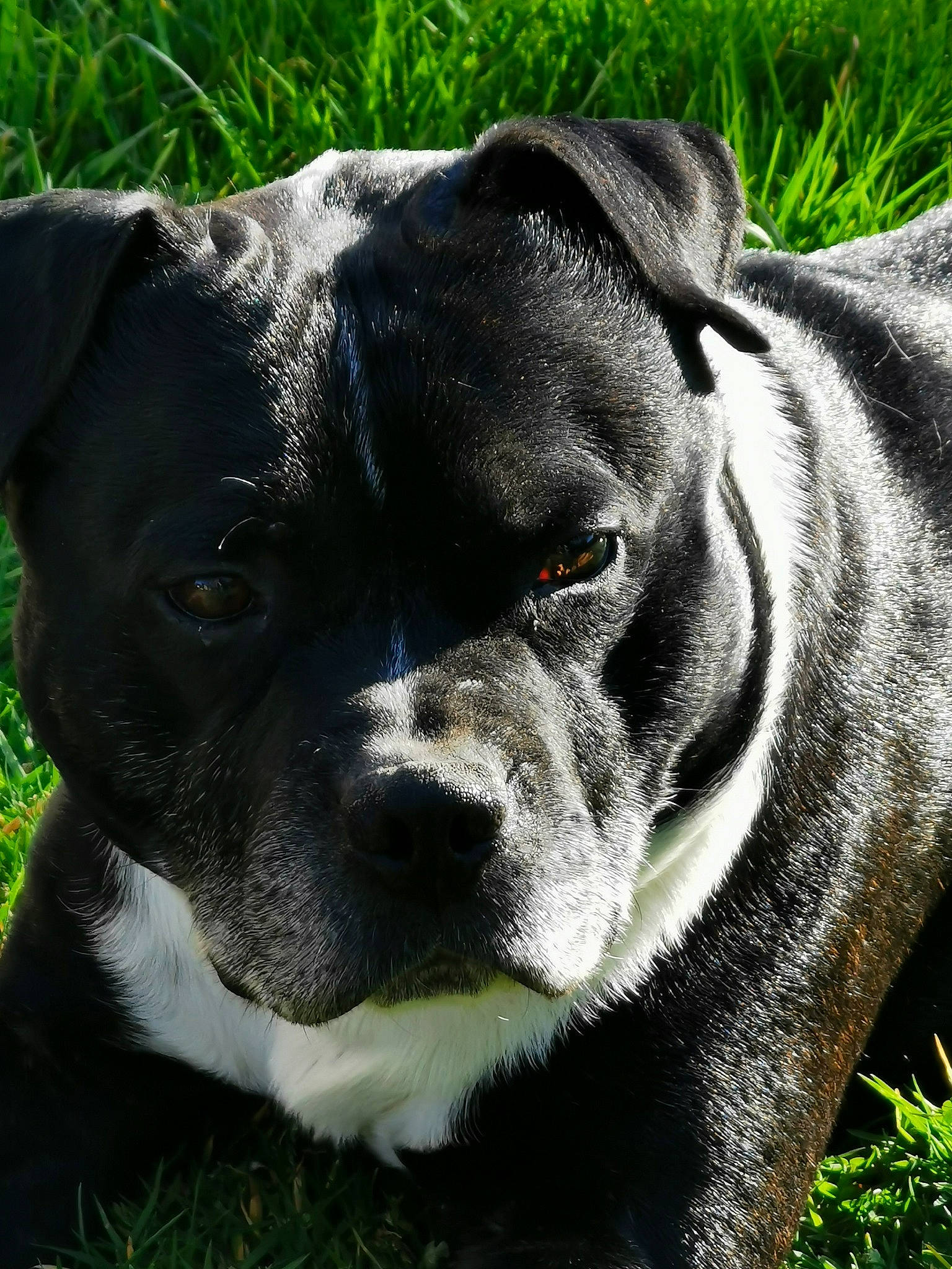 Hycos participe au concours pour gagner de l'argent avec cette photo : american_staffordshire_terrier, australian_bulldog, bandog, canidae, carnivore, companion_dog, dog, dog_breed, dog_collar, grass, mammal, molosser, non_sporting_group, olde_english_bulldogge, rare_breed_dog, snout, sporting_group, valley_bulldog, vertebrate, whiskers