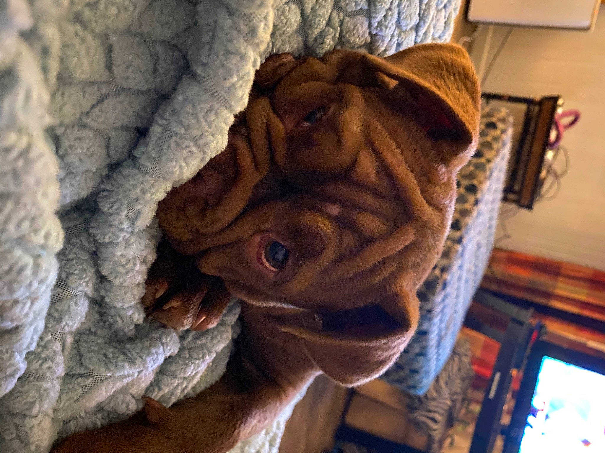 Dream joined the competition — help win amazing prizes! canidae, carnivore, dog, dog_breed, dogue_de_bordeaux, fawn, korean_mastiff, neapolitan_mastiff, non_sporting_group, ori_pei, shar_pei, skin, wrinkle
