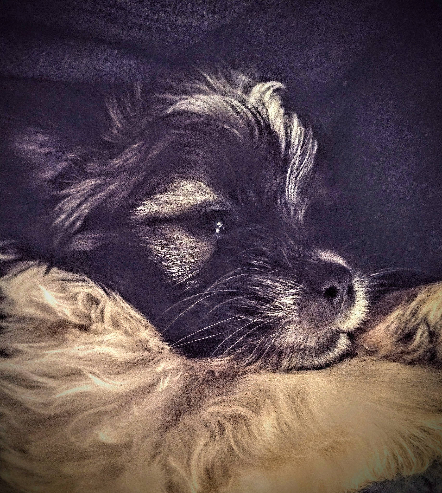 Ryder joined the competition — help win amazing prizes! biewer_terrier, canidae, carnivore, cloud, companion_dog, darkness, dog, dog_breed, fur, liver, maltepoo, non_sporting_group, puppy_love, shih_poo, small_terrier, sporting_group, terrier, toy_dog, whiskers, working_animal