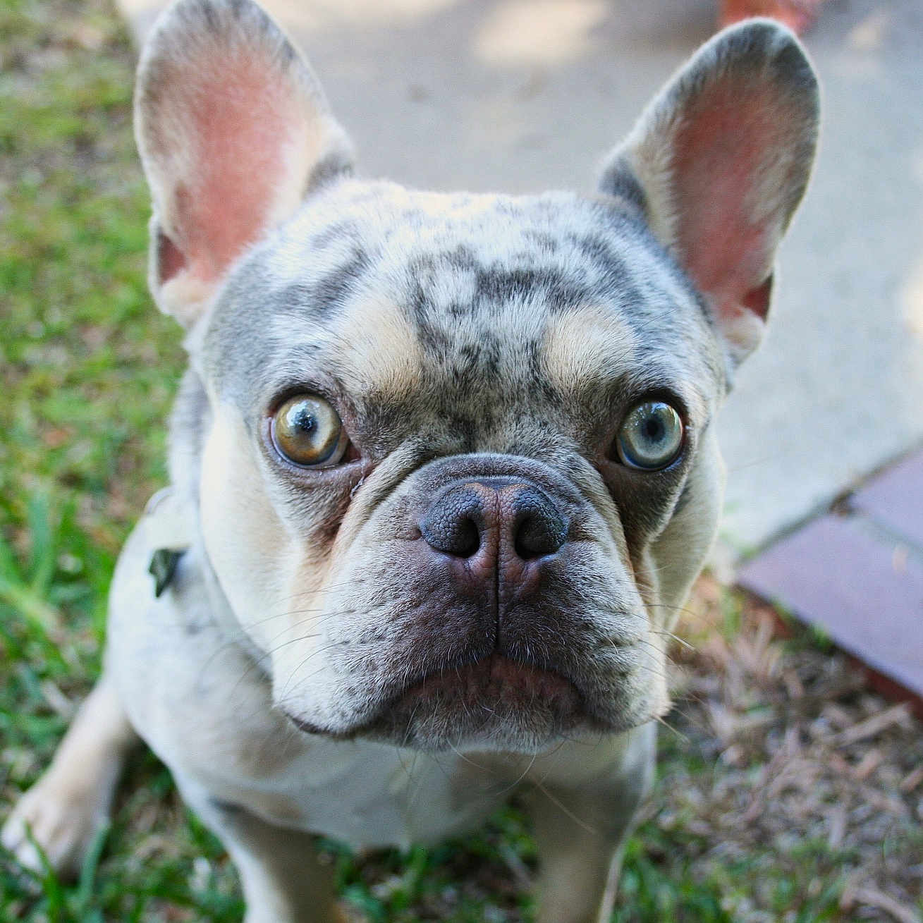 Mortimer joined the competition — help win amazing prizes! animal, canine, close_up, curious, cute, daylight, dog, ears, eyes, face, french_bulldog, grass, heterochromia, nature, nose, outdoor, path, pet, portrait, sitting