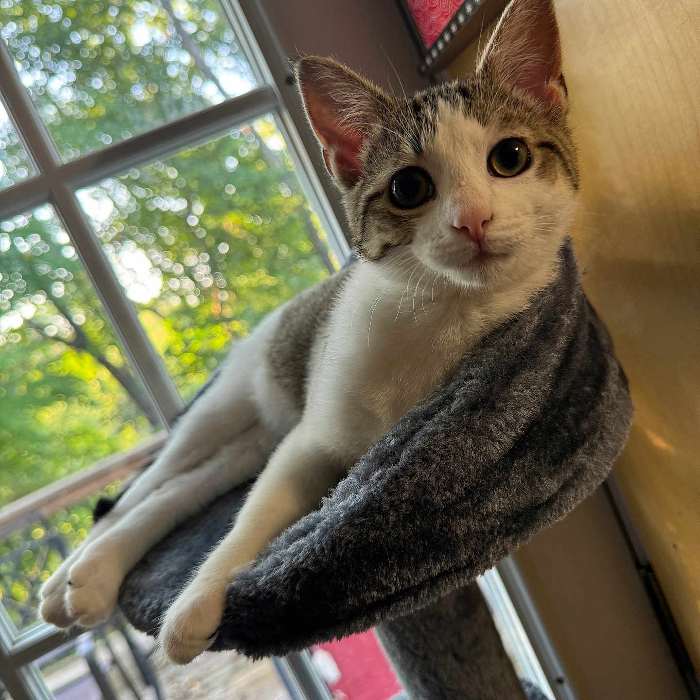 Beanz