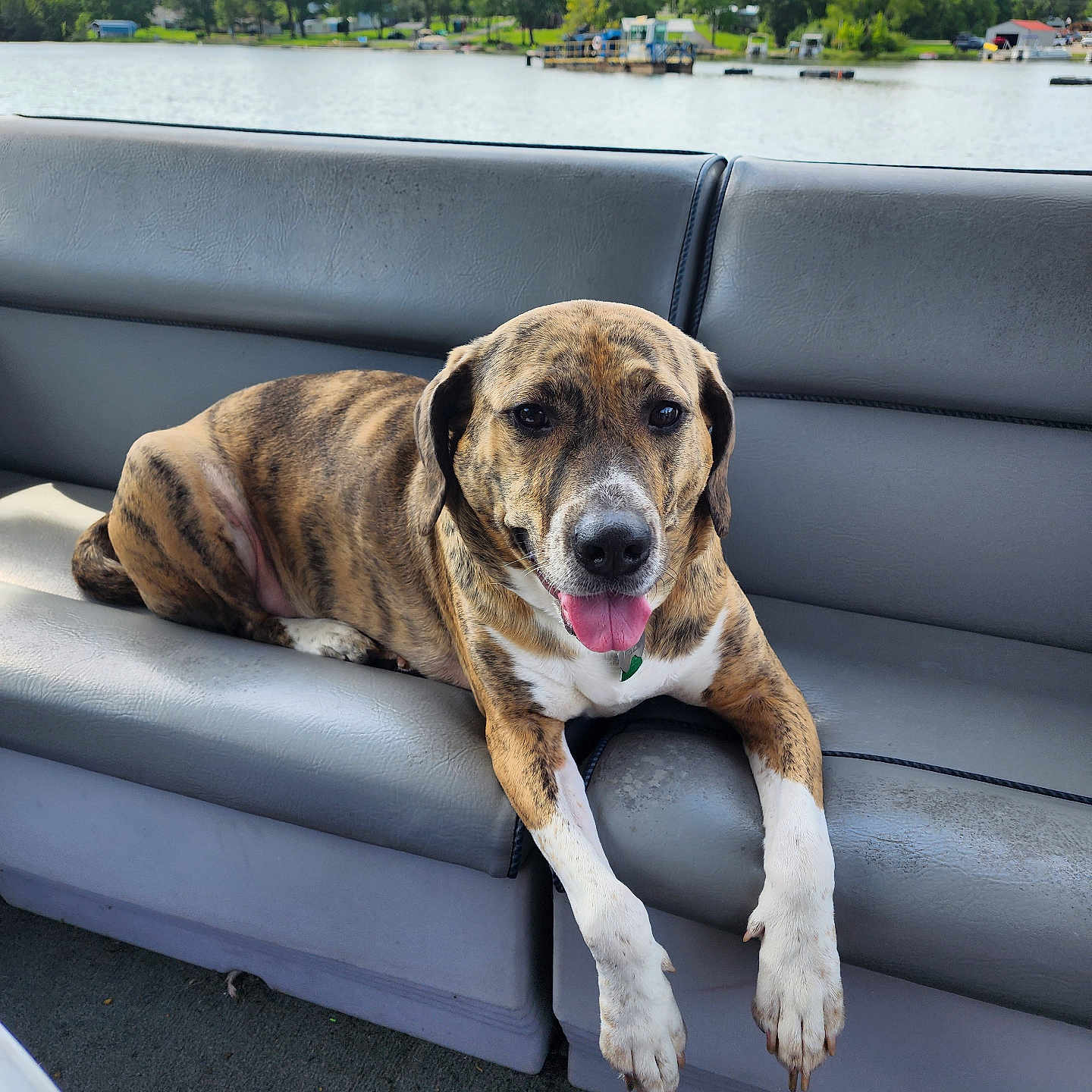 Hazel is registered to the contest to win money with this photo: animal, boat, boxer, bulldog, canine, car, couch, dog, furniture, greatdane, hound, indoors, labradorretriever, person, pet, pitbull, pointer, puppy, transportation, vehicle