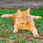 Suzie participe au concours pour gagner de l'argent avec cette photo : animal, cat, closeup, cute, ears, eyes, feline, fur, ginger_cat, grass, ground, laying_down, mammal, nature, outdoor, paw, pet, relaxed, stretching, whiskers