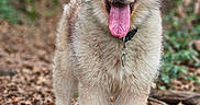 Quebec participe au concours pour gagner de l'argent avec cette photo : animal, brown, canine, collar, cute, dog, fluffy, forest, friendly, fur, happy, leaves, mammal, nature, outdoor, pet, portrait, tongue, trail, walking