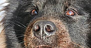 Tosca a rejoint le concours — aidez-le/la à gagner de superbes lots ! animal, black_dog, canine, close_up, dog, ears, friendly, fur, happy, mouth, nose, open_mouth, outdoor, pet, portrait, smiling, sunlight, teeth, tongue, tongue_out