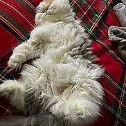 Sierra is registered to the contest to win money with this photo: cat, fluffy, sleeping, relaxed, tartan_blanket, indoor, pet, feline, long_hair, cozy, animal, cute, whiskers, paw, tail, resting, soft, domestic, fur, comfort