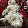 cat, fluffy, sleeping, relaxed, tartan_blanket, indoor, pet, feline, long_hair, cozy, animal, cute, whiskers, paw, tail, resting, soft, domestic, fur, comfort