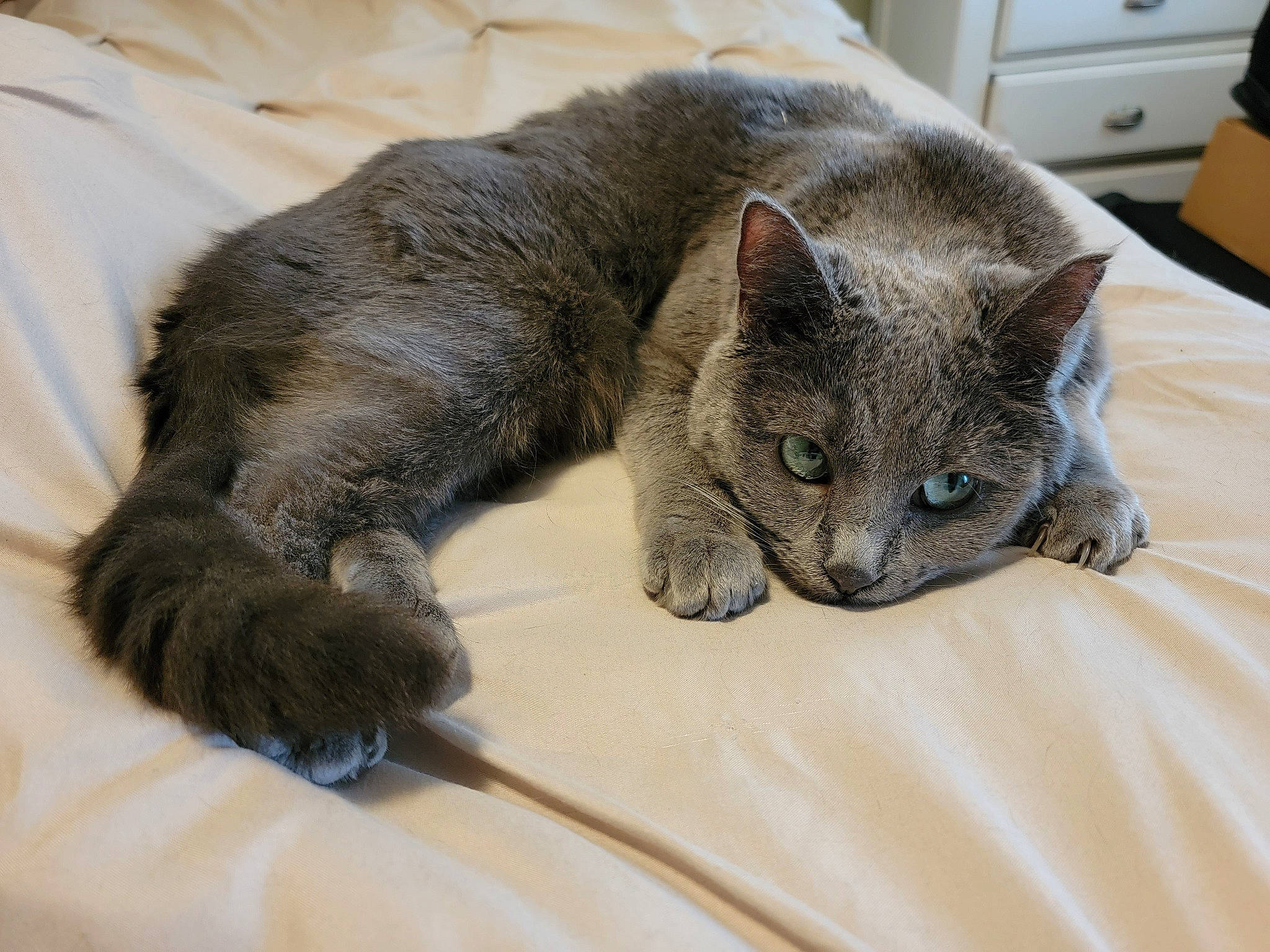 Presley is registered to the contest to win money with this photo: cabinetry, carnivore, cat, chest, chest_of_drawers, claw, comfort, domestic_short_haired_cat, drawer, dresser, felidae, fur, grey, nap, paw, russian_blue, small_to_medium_sized_cats, terrestrial_animal, whiskers