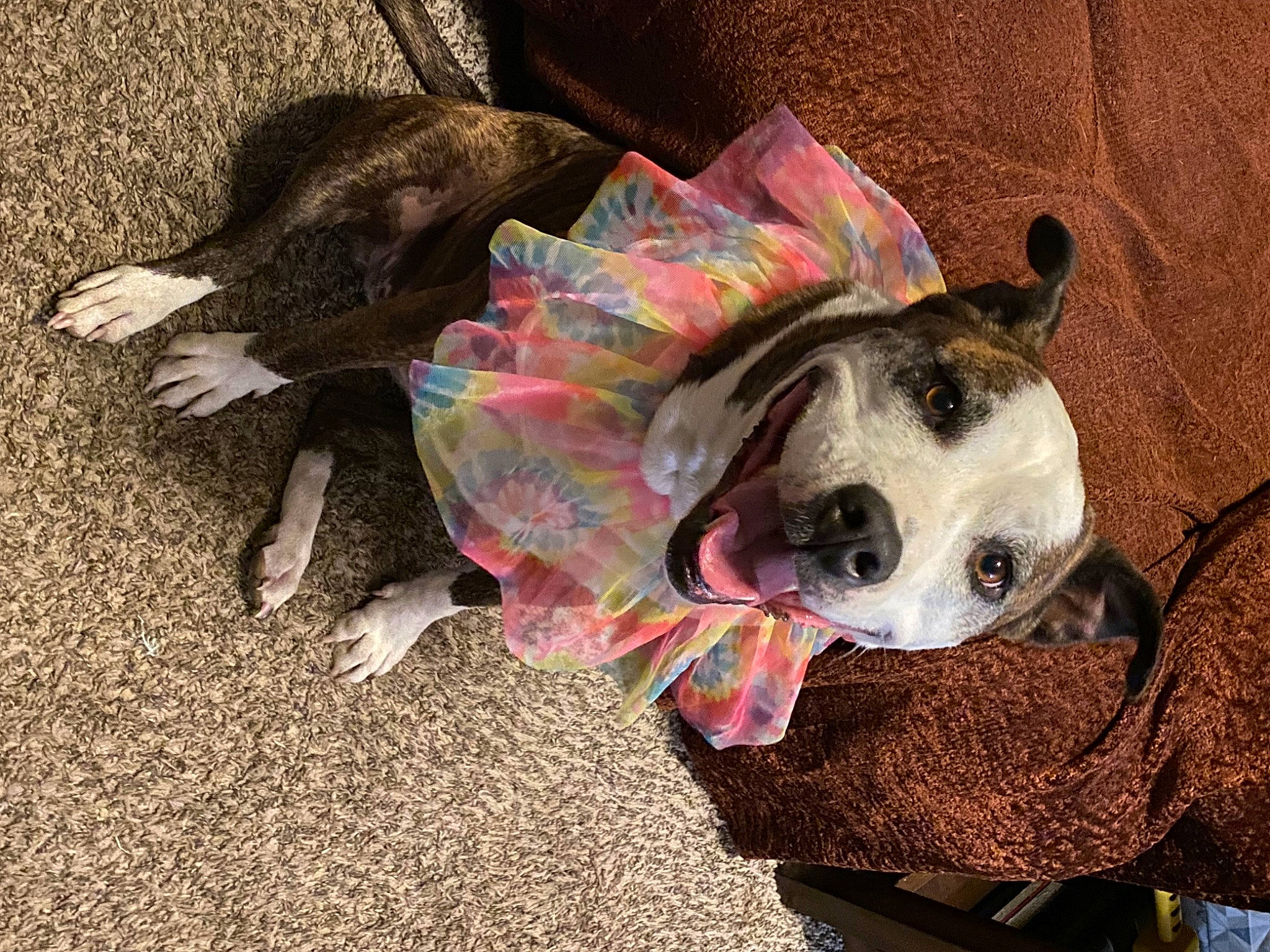 Athena is registered to the contest to win money with this photo: ball, carnivore, collar, companion_dog, dog, dog_breed, dog_clothes, dog_collar, dog_supply, fawn, fur, leash, mammal, personal_protective_equipment, pet_supply, snout, sporting_group, vertebrate, whiskers, working_animal