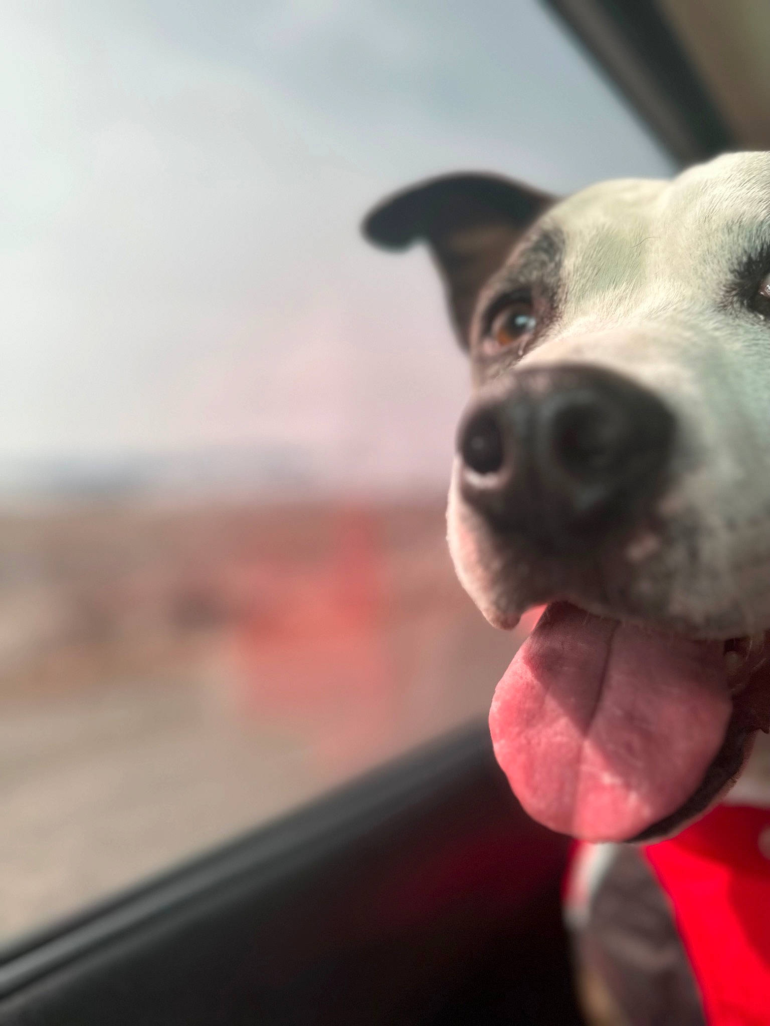 Athena is registered to the contest to win money with this photo: canidae, carnivore, cloud, collar, companion_dog, dog, dog_breed, dog_collar, fawn, guard_dog, non_sporting_group, sky, snout, sporting_group, whiskers, windshield, working_animal, working_dog