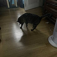 Patou a rejoint le concours — aidez-le/la à gagner de superbes lots ! cat, tabby_cat, wooden_floor, indoor, furniture, dresser, door, fan, curious, shadow, pet, animal, flooring, home, cabinet, low_light, domestic_cat, exploring, quiet, room
