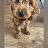 puppy, dog, brown, curly_hair, floor, wooden_floor, collar, indoor, pet, animal, cute, young_dog, looking_up, canine, domestic_animal, fur, small_dog, companion, playful, household