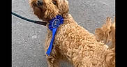 Mabel is registered to the contest to win money with this photo: dog, curly_hair, blue_ribbon, leash, pavement, outdoor, pet, animal, award, walking, looking_back, cute, brown, canine, fur, standing, daylight, collar, pet_accessory, street