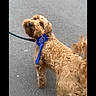 dog, curly_hair, blue_ribbon, leash, pavement, outdoor, pet, animal, award, walking, looking_back, cute, brown, canine, fur, standing, daylight, collar, pet_accessory, street
