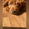 dog, brown, puppy, wooden_floor, sunlight, sleepy, pet, cute, fur, relaxed, indoors, animal, laying_down, closeup, portrait, companion, adorable, canine, domestic, cozy