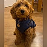 dog, puppy, brown_dog, indoor, wooden_floor, pet, harness, cute, sitting, floor, dog_tag, fur, animal, looking_up, cozy, home, furniture, door, companion, domestic