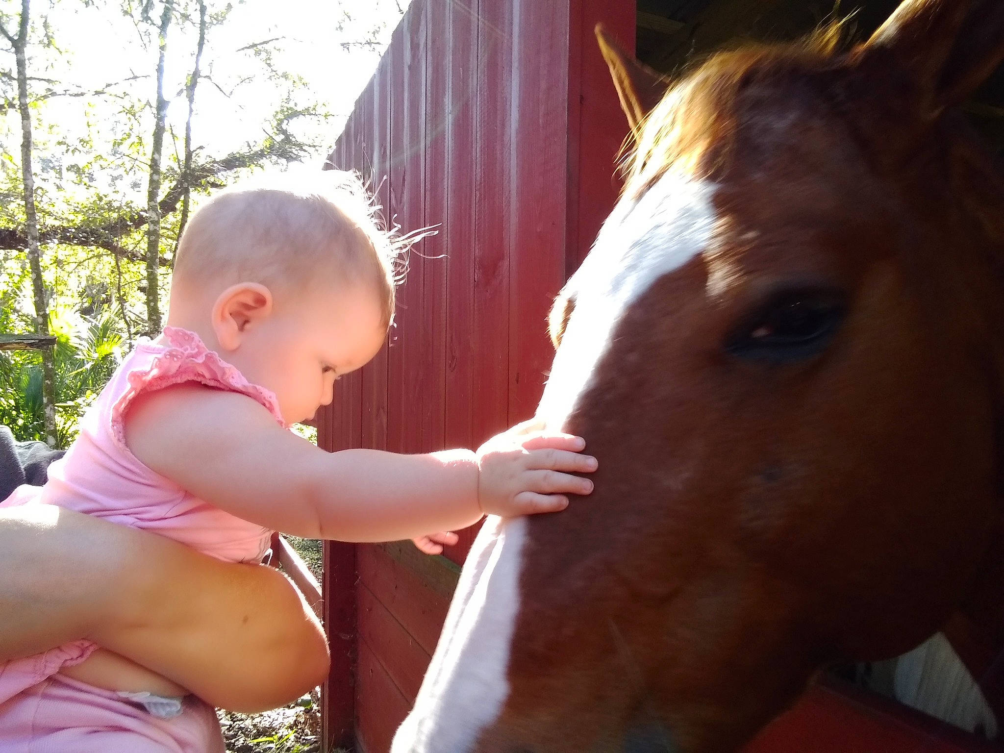 Lilah joined the competition — help win amazing prizes! baby_toddler_clothing, blond, child, horse, human, interaction, iris, liver, livestock, mane, muscle, neck, organ, person, pink, skin, snout, sorrel, stable, toddler